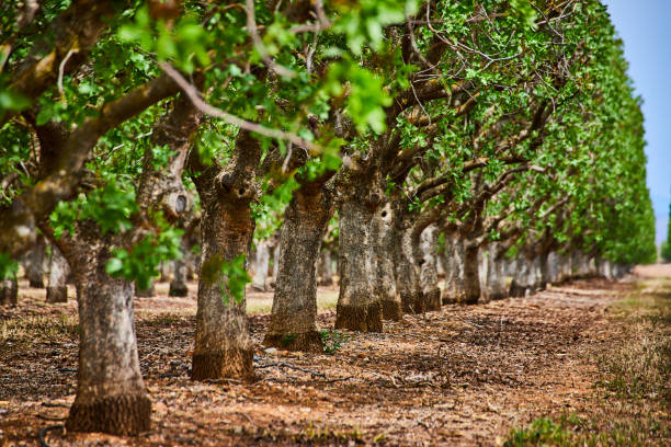 istock Detail of tree trunks in almond tree farm 1490380565