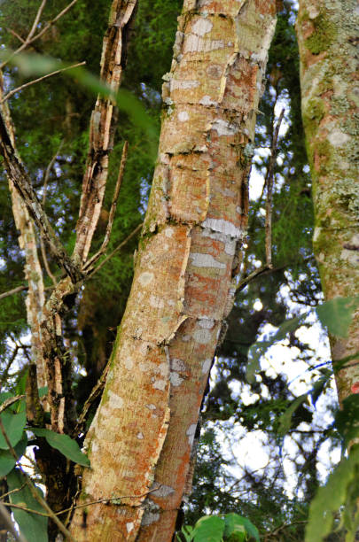 istock On tree trunk Piptadenia gonoacantha, red lichen 1490382177