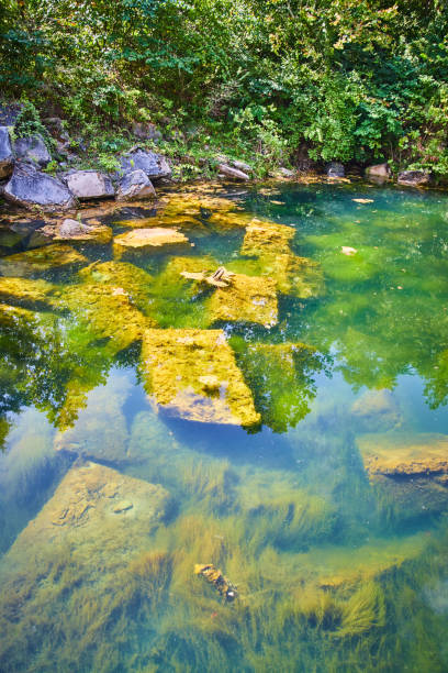 istock Eerie algae covered rocks underneath surface of clear shallow pool of water 1490382200