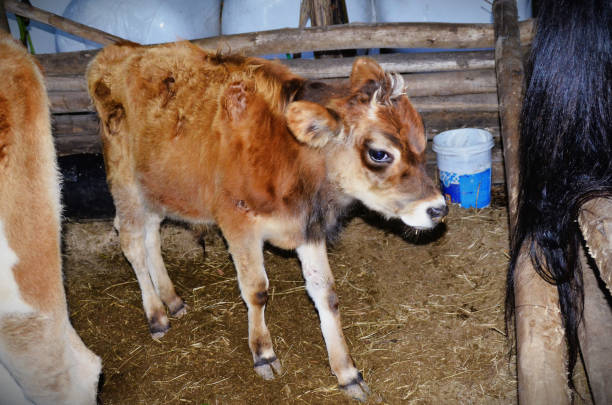 istock A young jersey calf in the stable 1490382277