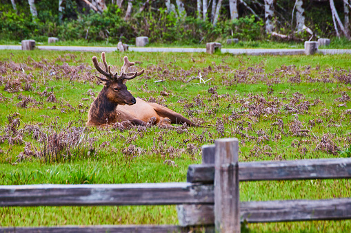 Image of Elk resting inside fenced area with spring field