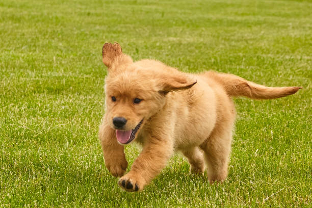 istock Energetic golden retriever puppy running through grass 1490382756