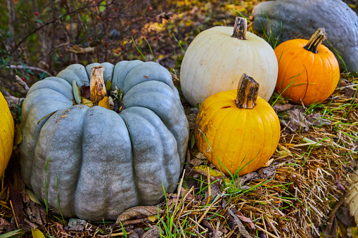 Large orange pumpkins lie for sale on a green meadow in autumn.