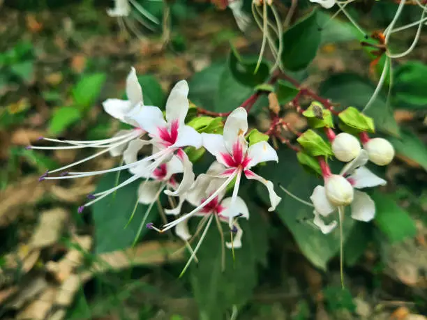 Cluster of Clerodendrum infortunatum Flowers. Medicinal plant herbs. Commonly known as Bhat, hill glory bower etc.