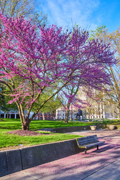 istock Fallen pink petals surround park bench by stunning spring cherry tree 1490383250