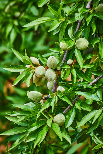 Image of Farm with almond fruits growing on branch