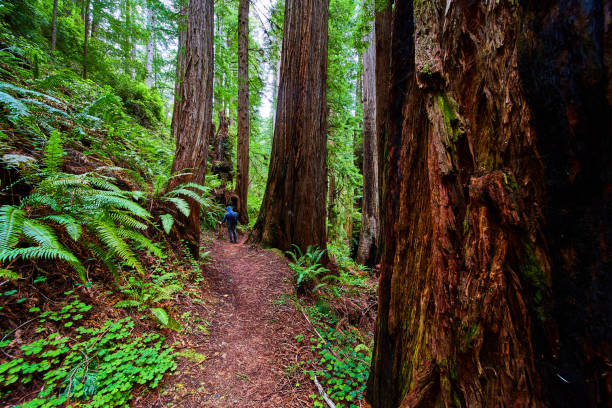 istock Figure reading information about ancient Redwoods on trail 1490383446