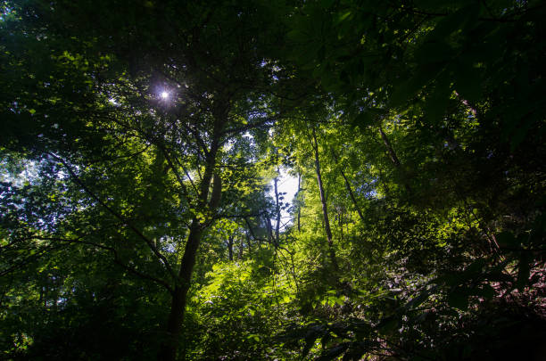 istock Castlewood SP - Sun Penetrates Thick Forest Canopy 1490383481