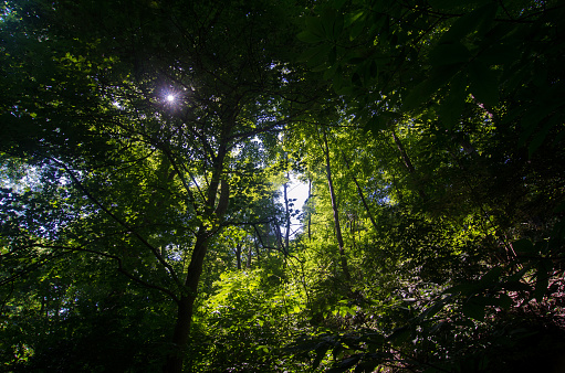 Castlewood SP - Sun Penetrates Thick Forest Canopy