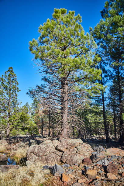 istock Focus on large green pine tree on giant boulder in desert 1490383657