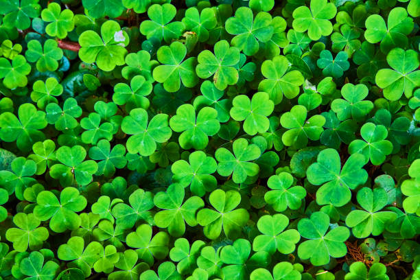 istock Forest texture asset of three leaf clovers covering ground 1490384645