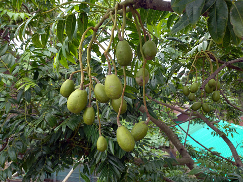 Hog plum, also known as yellow mombin. June plums contain a sweet-sour taste. Hog plums are a good source of vitamins A and C, as well as potassium and fiber.