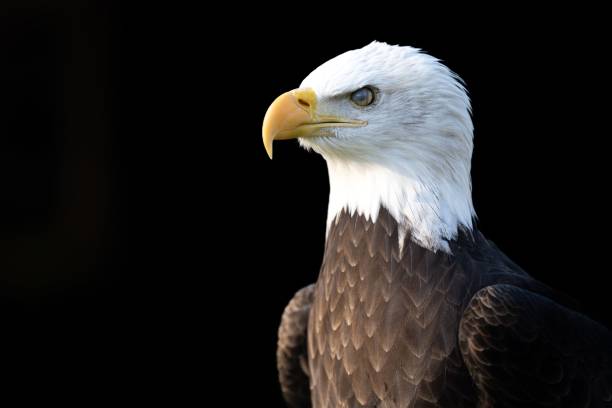 istock an eagle is staring into the distance while standing up and staring 1490384917