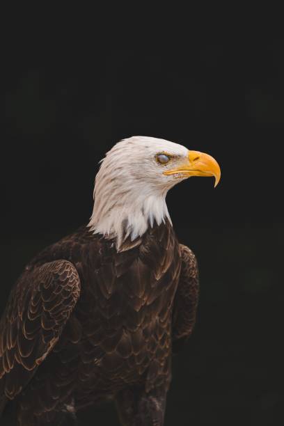 istock Close-up photograph of a bald eagle on a dark background 1490384922