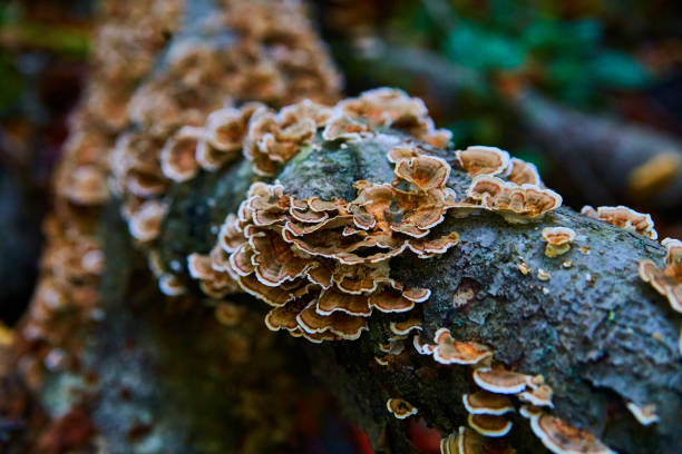 funghi sul tronco caduto primo piano micro shot - coral fungus foto e immagini stock