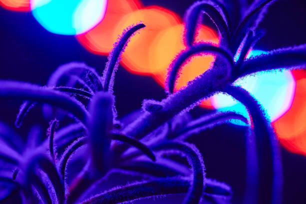 istock Fuzzy plant in a purple light with circles of light behind it 1490385143