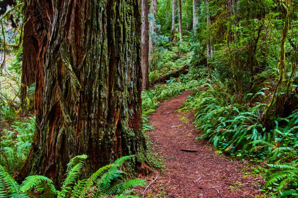istock Giant Redwood tree alongside hiking trail in forest 1490385366