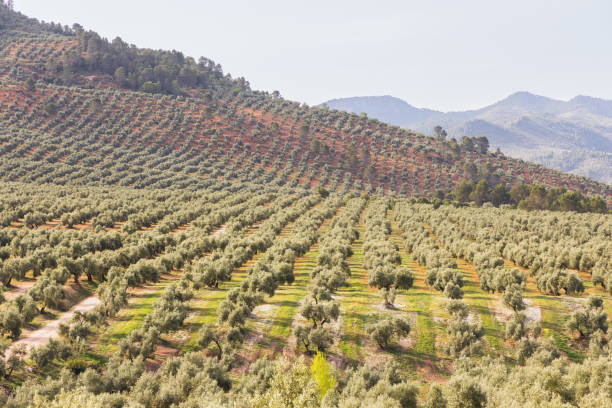 красивая оливковая роща в природном ландшафте - olive tree olive oil tree california стоковые фото и изображения