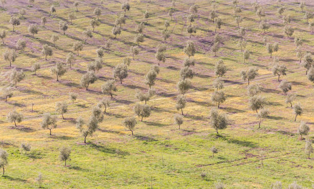 красивая оливковая роща в природном ландшафте - olive tree olive oil tree california стоковые фото и изображения