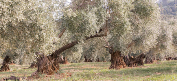 красивые старые оливковые деревья в природном ландшафте - olive tree olive oil tree california стоковые фото и изображения