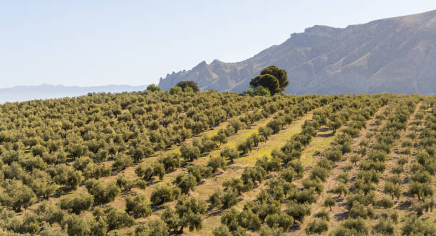 красивая оливковая роща в природном ландшафте - olive tree olive oil tree california стоковые фото и изображения