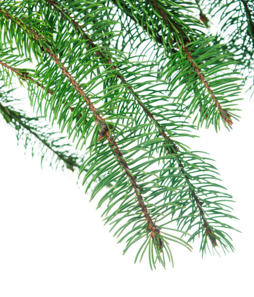 istock Fir tree branch. Green spruce branch as natural evergreen decoration element for banner. Isolated. Forest 1490385598