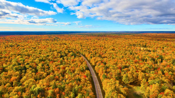 istock Golden forest in the fall with an empty road passing through it 1490385856