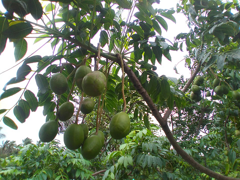 June plum (Spondias dulcis) or ambarella or golden apple tropical fruit on a plant. Healthy and delicious tropical fruit.