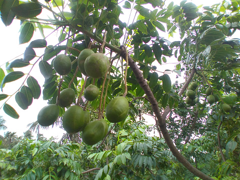 June plum (Spondias dulcis) or ambarella or golden apple tropical fruit on a plant. Healthy and delicious tropical fruit.