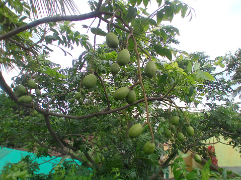 Trees and fruits from hog plums are planted in the yard. Beautiful tropical fruit. Medicinal herb food.