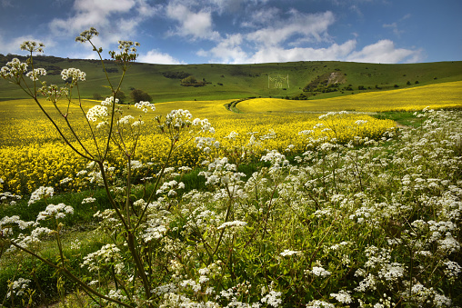 Cow parsley and rape seed growing on the South Downs in May near the ancient Chalk giant figure at Wilmington in East Sussex.