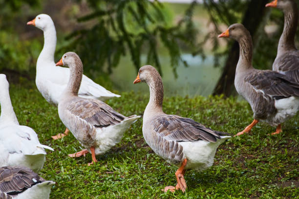 istock Group of ducks on grass white, brown, and black 1490387341