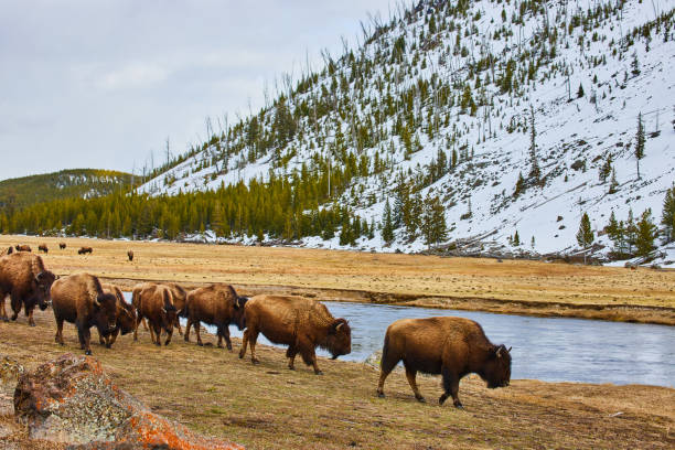 Image of Herd of bison grazing by river and snowy mountains