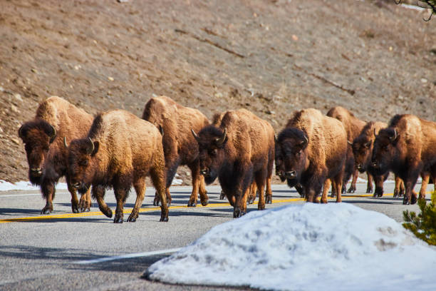 istock Herd of bison walk down road with snow on side 1490387828