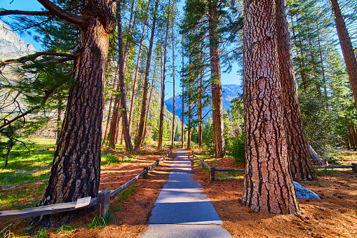 Image of Hiking path leading into the heart of Yosemite lined with stunning pine trees