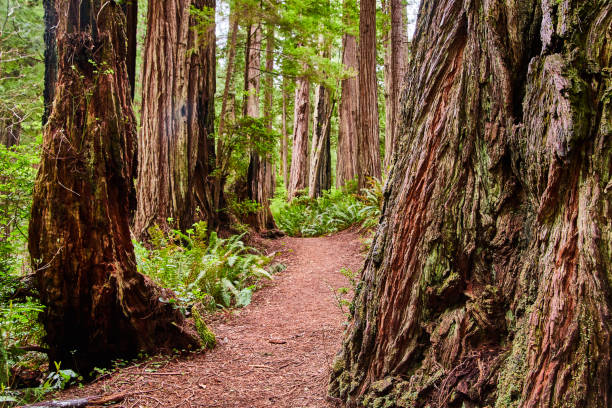 istock Hiking path winds through ancient Redwood forest in California 1490388183