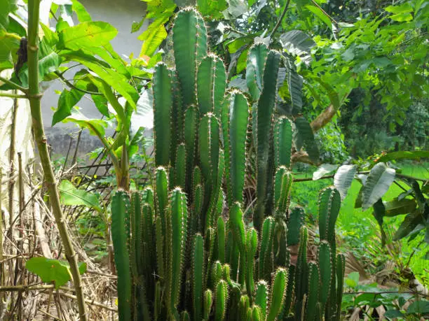 Photo of Green Cactuses in village nature. Cactus help to relieve indigestion and heartburn. Medicinal herb raw medicine. Cacti are popular houseplants.