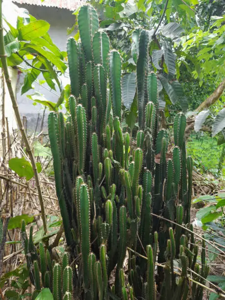 Photo of Green Cactuses in village nature. Cactus help to relieve indigestion and heartburn. Medicinal herb raw medicine. Cacti are popular houseplants.