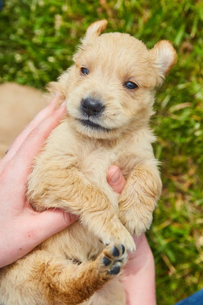 istock Holding tiny golden retriever puppy in hands looking down 1490388680