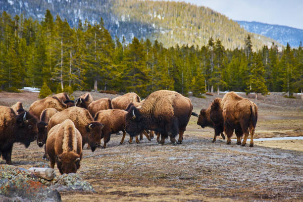 istock Huge herd of bison in the Yellowstone mountains 1490388861