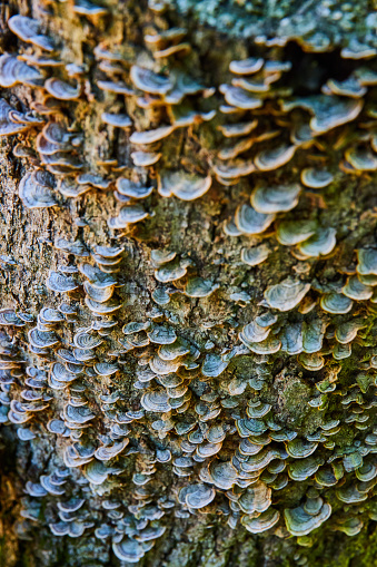 Image of Hundreds of small green fungi mushrooms covering log