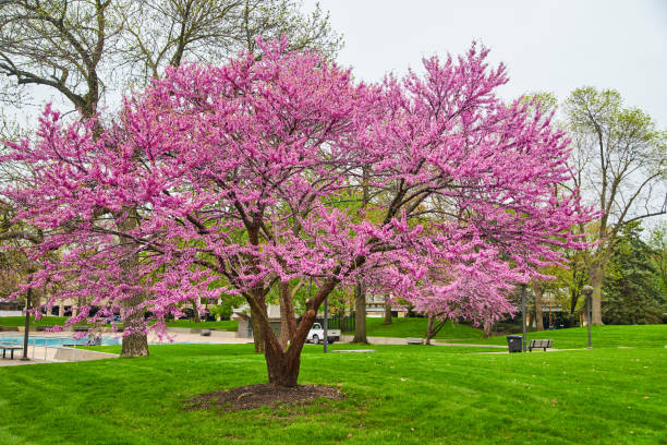 istock Large blossoming spring cherry tree in city park 1490393896