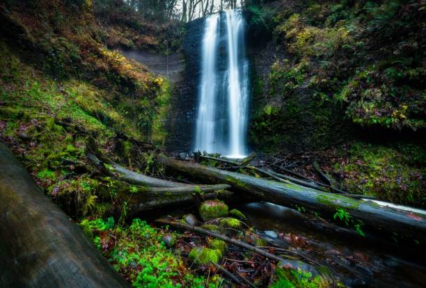 istock waterfall and fallen trees in the forest during the day with fog 1490393964