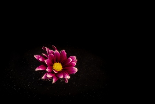 An isolated flower with a yellow center resting on a black background illuminated by a soft light source