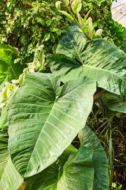 istock Large elephant ear plant leaves 1490394109