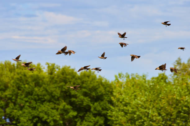 istock Large group of small birds flying across forest 1490394153