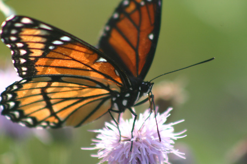 Image of Large orange monarch butterfly perches on a light purple stringy flower