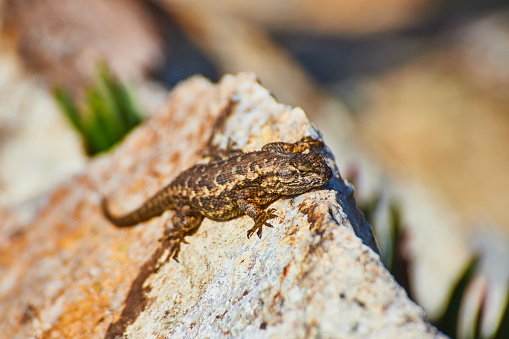 Image of Large rock with tiny lizard resting on top of its peak