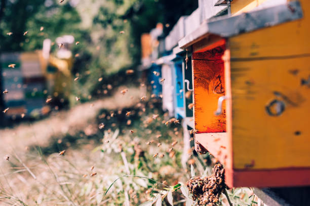 istock beekeeping : beekeeper at work in field of honeycombs 1490395105