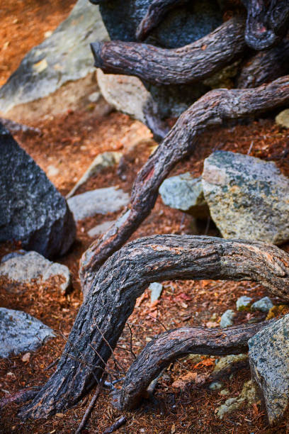 Image of Layers of revealed tree roots through dirt and boulders